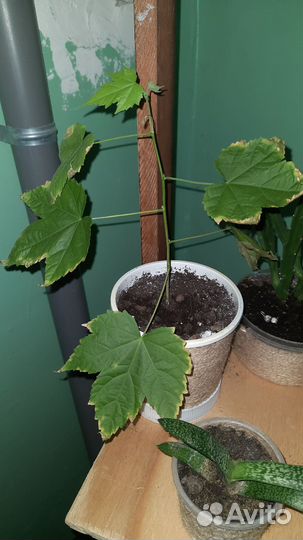 Цветы для дома