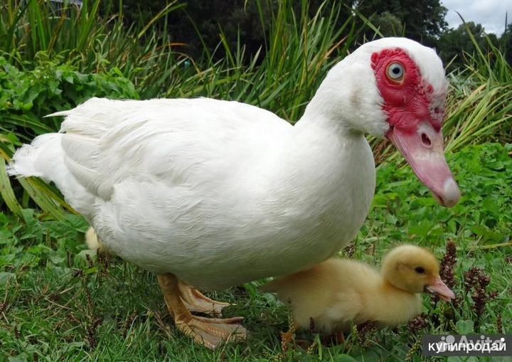 Индоутки суточные