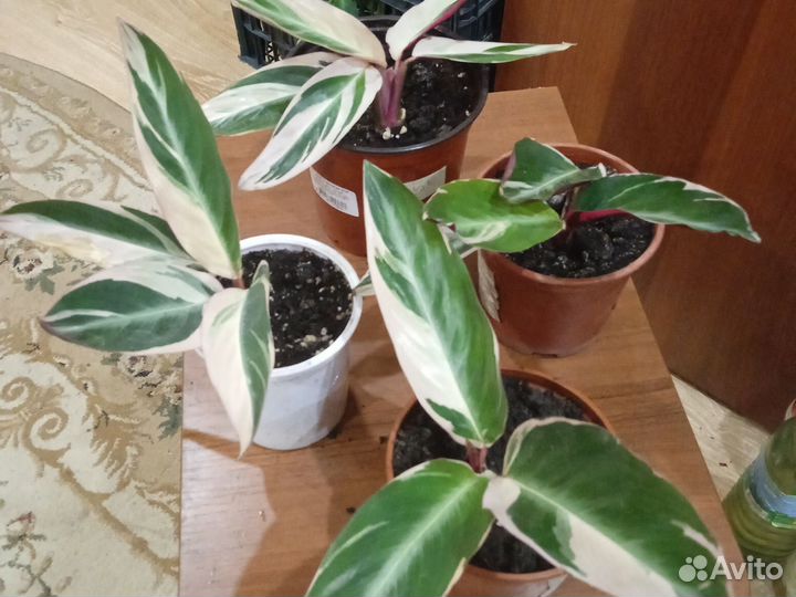 Строманта триколор