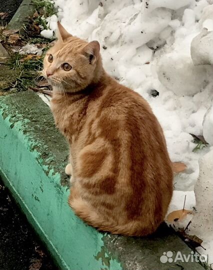Кот