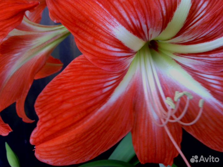 Гиппеаструм амариллис