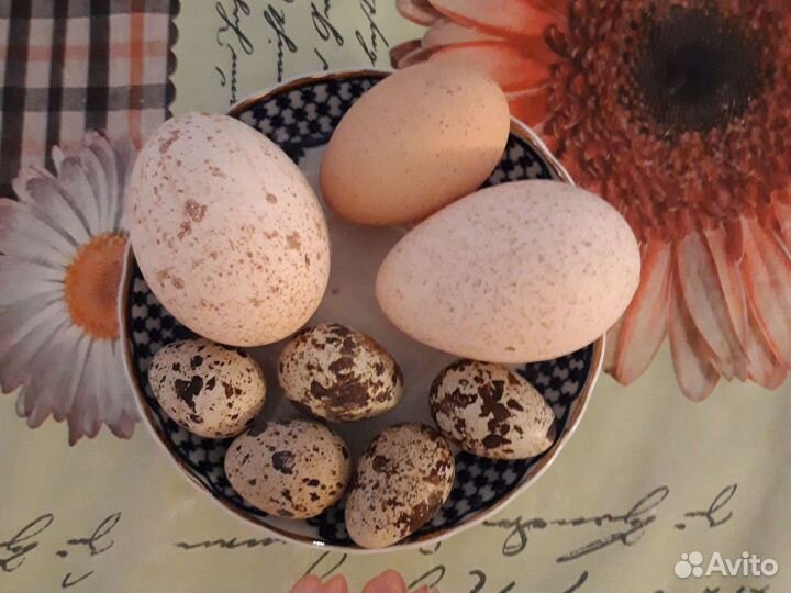 Яйцо куриное,перепелиное