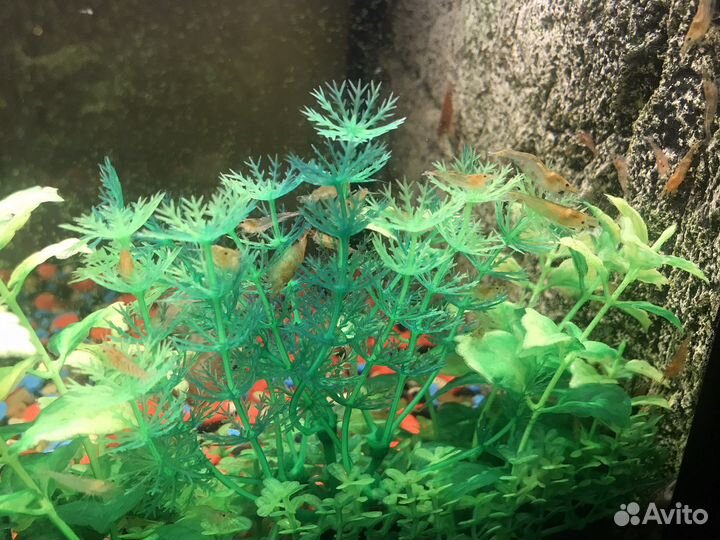 Креветки для аквариума