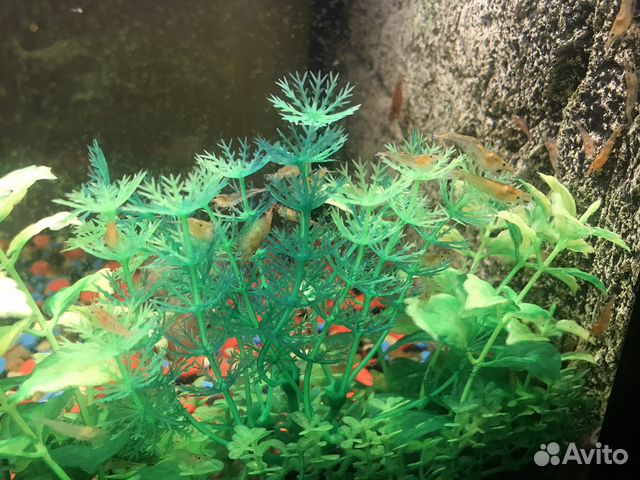 Креветки для аквариума