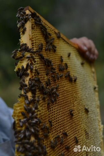 Улей пасека пчёлы семьи