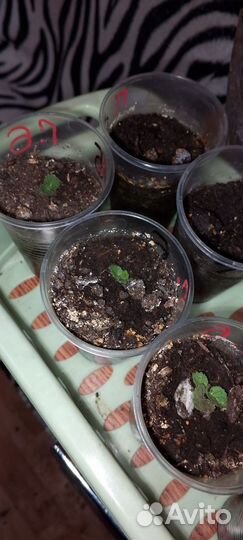 Комнатные цветы