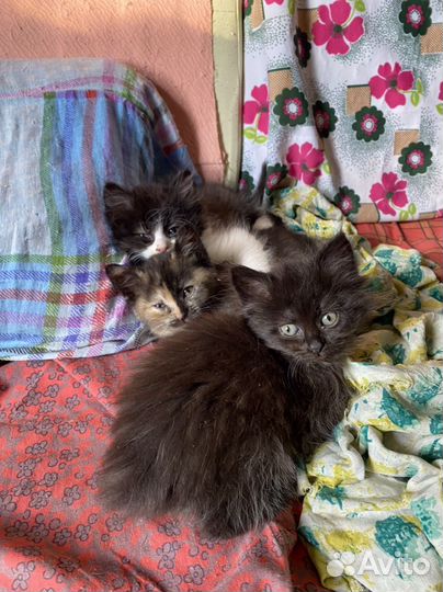 Котята в добрые руки
