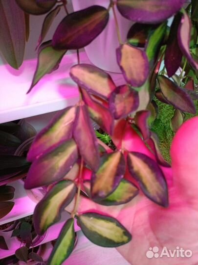 Хойя тсанги вариегатная