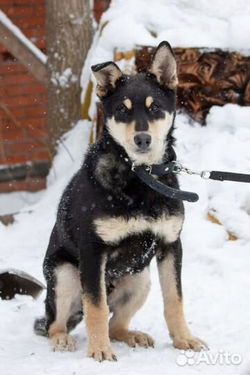 Отдам собаку в добрые руки