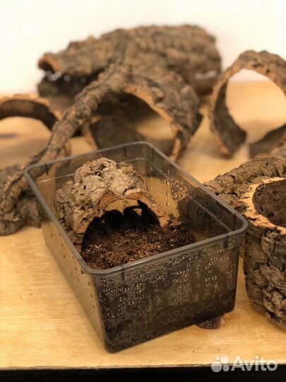 Кора пробкового дуба укрытие для пауков/рептилий