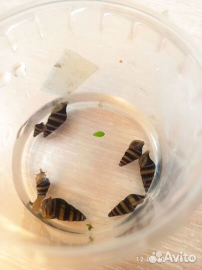 Креветки Синие, Меченосц, Растения, Улитки, Сомики