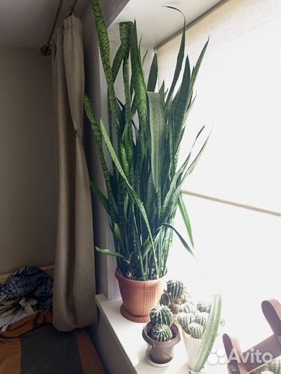 Сансевиерия щучий хвост большой