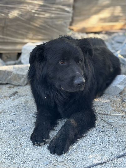 Отдам собаку в добрые руки