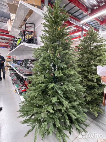 Ель версальская