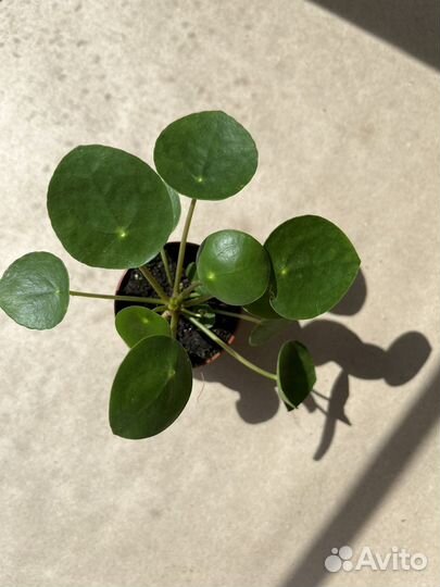 Комнатные растения Пилея Пеперомивидная