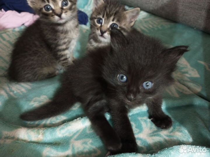 Котенок мальчик