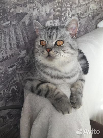 Вязка