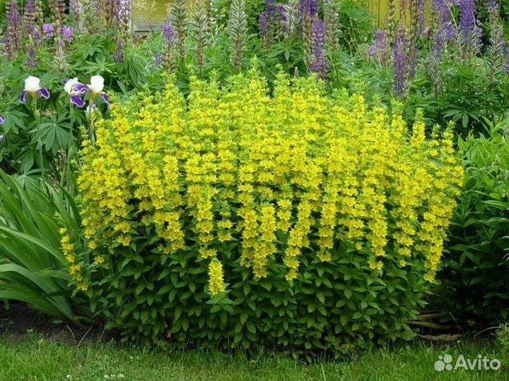 Вербеник многолетний