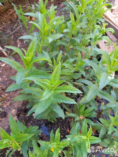 Душица мелисса мята перечная