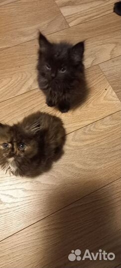 Сибирские котята