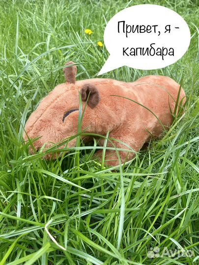 Чудесная капибара