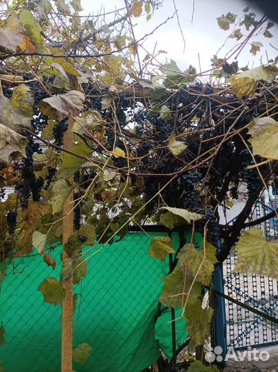 Отдам виноград бесплатно, самовывоз, очень много