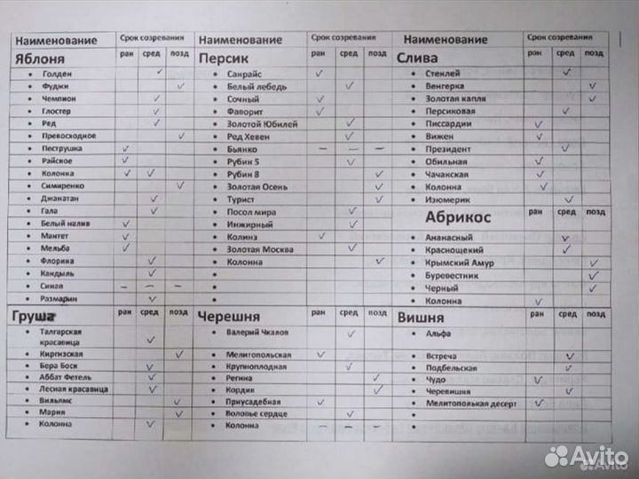 Саженцы Винограда Велика