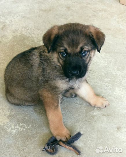 Щенок Амур, 1,5 мес., в дар