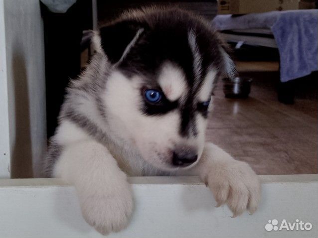 Сибирский хаски