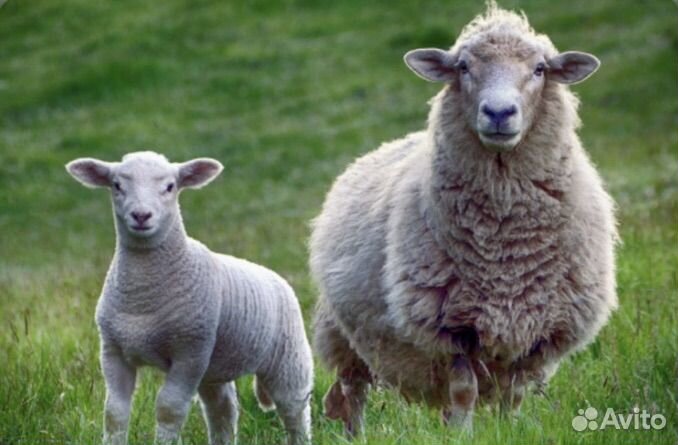 Овцы бараны