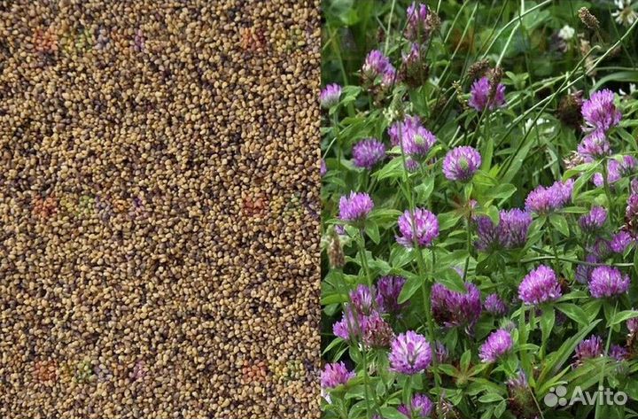 Семена клевер красный сенокосный