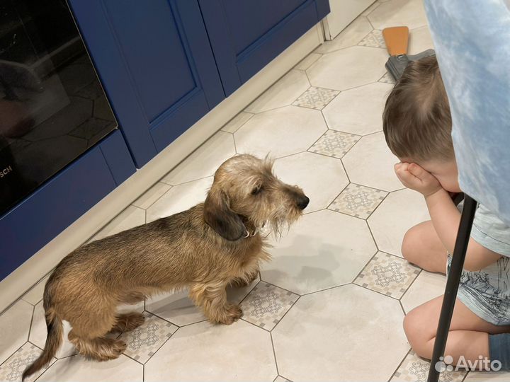 В добрые руки таксу