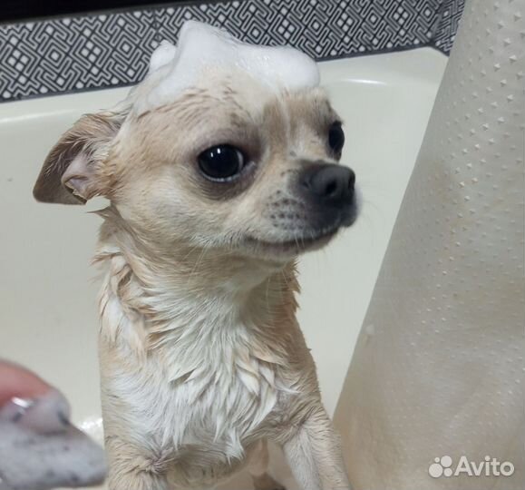 Чихуахуа вязка