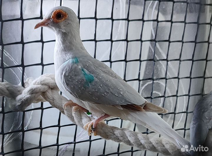 Бриллиантовые Горлицы