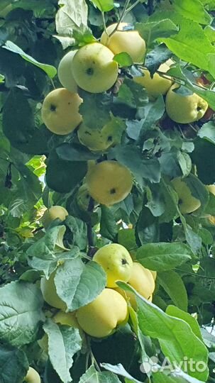 Яблоки домашние со своего сада