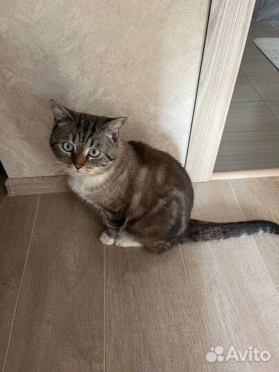 Кот в добрые руки