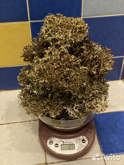 Цетрария - исландский мох. Кладония, пармелия