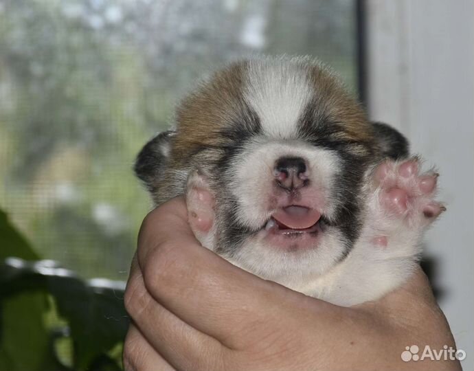 Вельш корги пемброк щенки