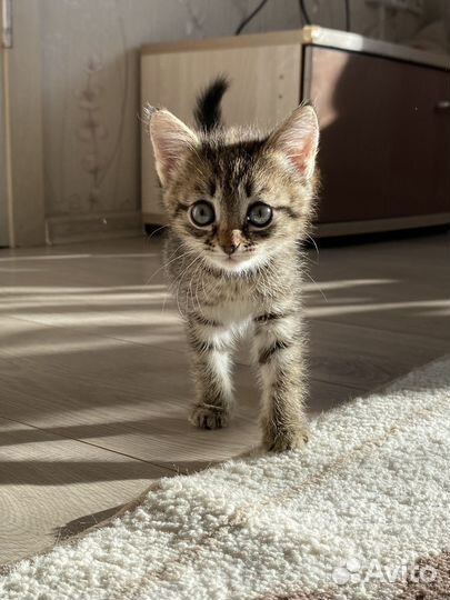 Котенок в добрые руки