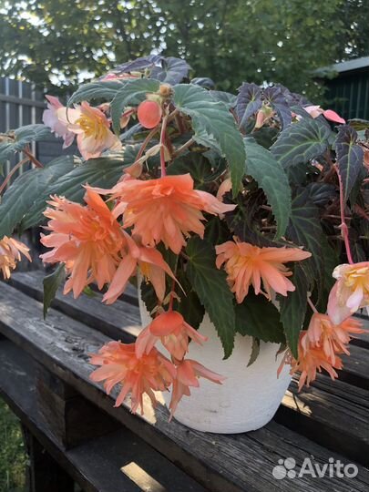 Бегония ампельная