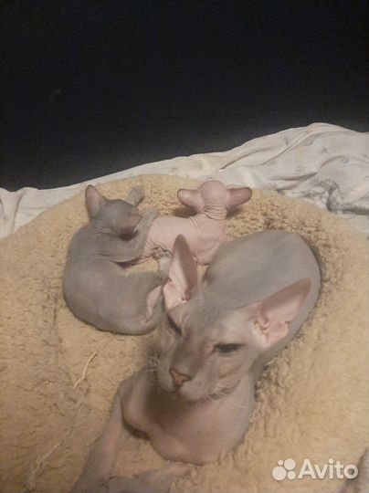 Донской сфинкс котята