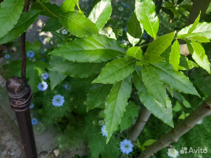 Лавровый лист(лавровишня)