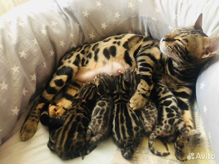 Бенгальская