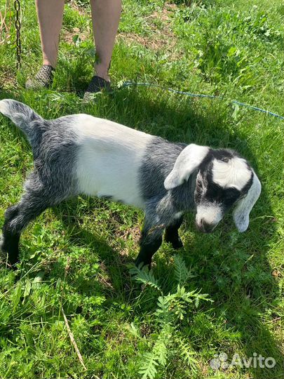 Козлики нубийские,романовские бараны