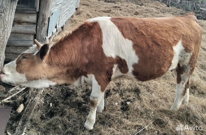 Тёлка стельная