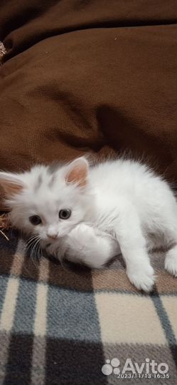 Кошечка 1,5месяца