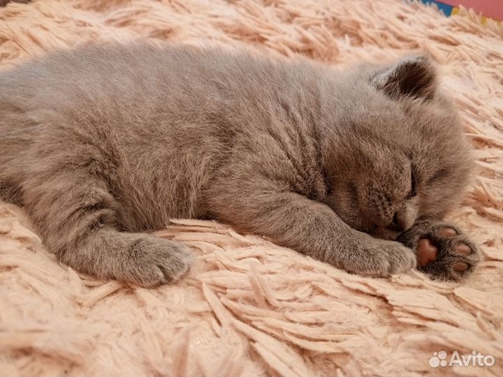 Продам очаровательных котят