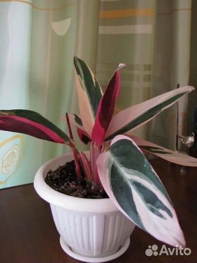 Строманта, Кордилина, Кненанта