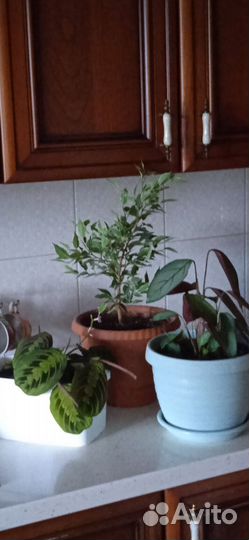 Комнатные цветы