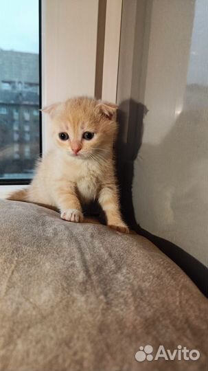 Британская короткошерстная кошка